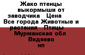 Жако птенцы выкормыши от заводчика › Цена ­ 1 - Все города Животные и растения » Птицы   . Мурманская обл.,Видяево нп